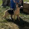 Trained Female German shepherd 