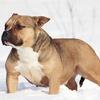 AMERICAN BULLY FEMALE