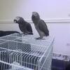 Healthy Male and Female Congo African greys