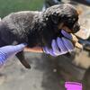 Akc Rottweiler puppies