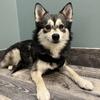 10lb pomsky stud for sale