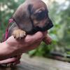 Akc SH miniature dachshund 