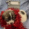 Fluffy Christmas Puppies