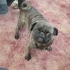 Pug Akc brindle male stud service 
