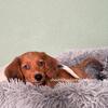 Miniature dachshund puppies