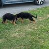 Purebred German Shepherd puppies 