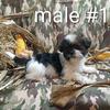 Shih Tzu-Maltese Puppies (ready to go)