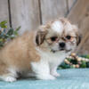 Adorable AKC Shih Tzu Puppy