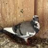 Homing pigeons and pigeon coops for sale