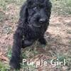 💜 Purple Girl, F1b Labradoodle  — “Your Sweet, Gentle, Stay‑Close Girl”