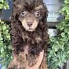 AKC Toy Poodle puppies