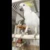 Tame and Talking Cockatoo Parrot - $2,300