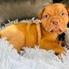 French Mastiff (Dogue de Bordeaux) Female Puppies – AKC Registered –Riverside, California