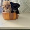 8.5 month old Morkies