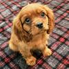 AKC Registered Cavalier King Charles Spaniel puppies!