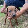 Timber Chopper Redbone Coonhounds