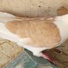 Iranian Persian pigeon pairs