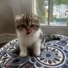 Scotish fold kitten 