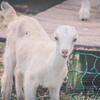 "Emi" ADGA Purebred Lamancha Dairy Goat Doe