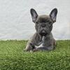 AKC Registered - French Bulldog Puppies