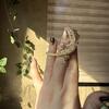 Lilly White Crested gecko can come with enclosure