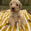Standard Goldendoodle Puppies - Morehead Kentucky - F1b F1bb 