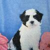 Maltipoo female pup looking for her new home.