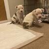 Pitbull Pup RedNose
