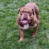 Olde English Bulldogge Male Stud Service.