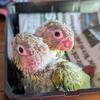 2 baby Green Cheek Conure''s for sale 