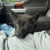 Wolfdog Upper Mid Black Phase Puppy