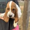 American Basset Hound litter
