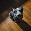 Female blue heeler 1yr small compact