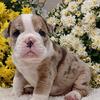 Class English Bulldog Puppies Available