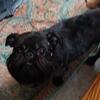 Brussels Griffon AKC Adult Females