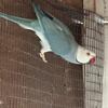 Indian Ringneck parrots