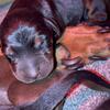 Westcoast Doberman puppies ready sept 30 