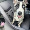 Husky Shepard pit mix