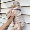 English Bulldog Puppies