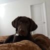 Chocolate labrador retriever 