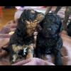 12wks Mini F2 Labradoodles