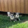 Bully Puppies for sale 