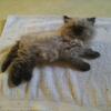 Himalayan Seal Point Kitten Male 8 weeks
