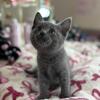 Grey Russian Maincoon Black Russian Blue