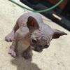 Grey sphynx kittens