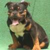 Drako blk tri Micro American Bully 