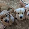AKC Golden Retriever Puppies - HEALTH GUARANTEED