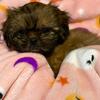 AKC Shih Tzu’s