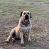 Sourh African Boerboels puppies 