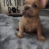 MALE AKC FRENCH BULLDOG PUPPY